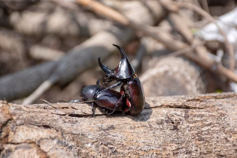 Theo quy luật tự nhiên, tất cả những loài động vật phải giao phối, sinh sản mới có thể sinh sôi, nảy nở đời kế tiếp. Tuy nhiên không phải tất cả các loài động vật đều có cùng một phương thức giao phối. Mỗi loài động vật lại có phương thức giao phối khác nhau, rất thú vị. \