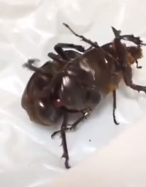 Mới đây, một cư dân mạng Nhật Bản trong lúc ra ngoài đã bắt gặp cảnh tượng thú vị của một cặp bọ hung sừng. Mặc dù rất ngạc nhiên và có phần hoảng sợ khi thấy sự mãnh liệt của bọ hung đực, người này vẫn nán lại để quan sát và ghi lại một số hình ảnh.