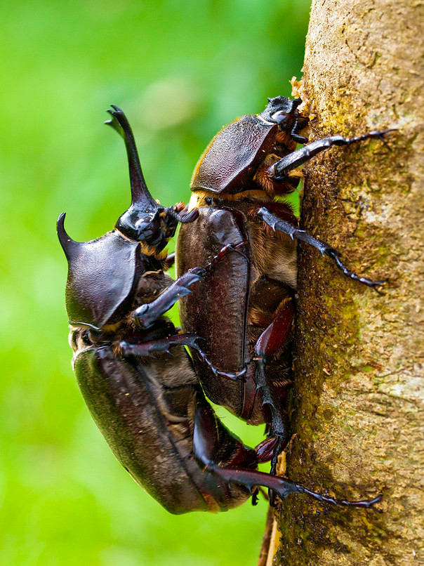 Thông thường, khi thấy con đực tiếp cận với mong muốn giao phối, bọ hung cái sẽ cố gắng trốn đi.