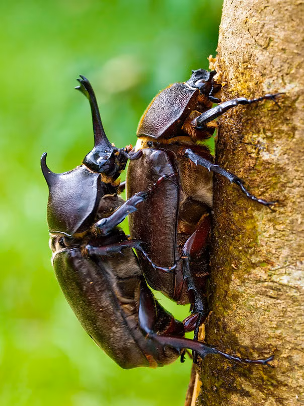 Thông thường, khi thấy con đực tiếp cận với mong muốn giao phối, bọ hung cái sẽ cố gắng trốn đi.