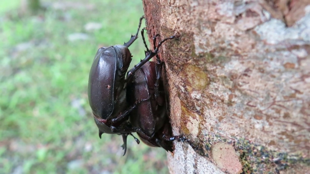Nó được bán như một con vật nuôi trong cửa hàng ở nhiều nước châu Á, nơi nó cũng thường được mô tả trong phương tiện truyền thông như một nhân vật hoạt hình phổ biến.