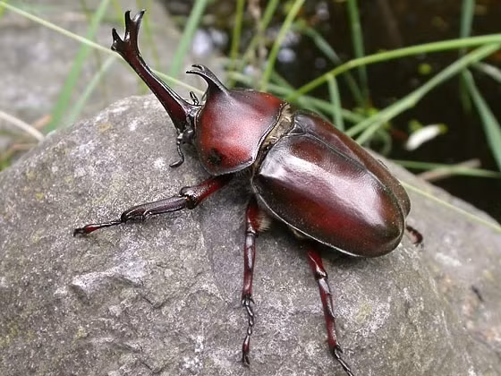 Được biết, khi trưởng thành, bọ hung đực có ham muốn giao phối rất mạnh mẽ. Ngược lại, những con bọ hung cái đối với chuyện này không ham hố gì, ngược lại còn có phần ghét bỏ, bài xích.