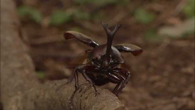 Tuy nhiên, nếu xui xẻo bị bọ hung đực bắt được, bọ hung cái sẽ rất khó trốn thoát.