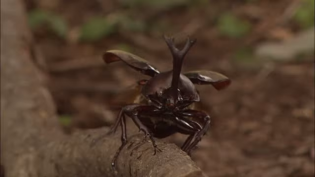 Tuy nhiên, nếu xui xẻo bị bọ hung đực bắt được, bọ hung cái sẽ rất khó trốn thoát.