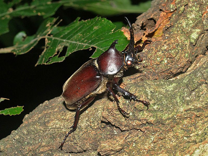 Tại Nhật Bản, loài bọ này được gọi là kabutomushi. Mushi nghĩa là bọ, và kabuto nghĩa là mũ sắt. Do đó, theo nghĩa đen, tên của nó là "bọ mũ sắt".