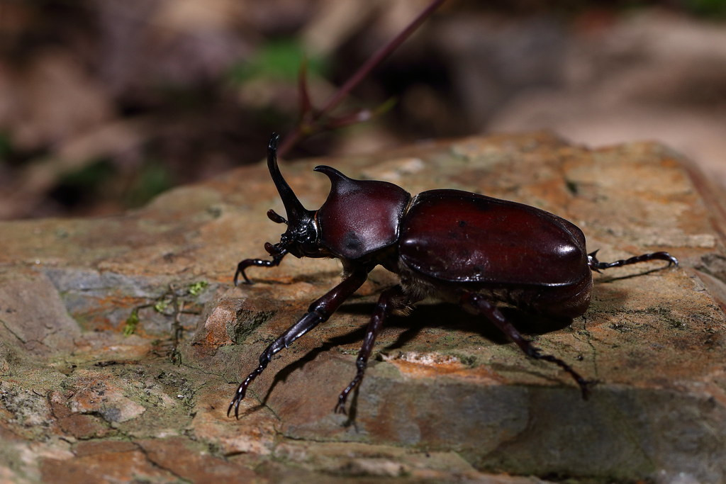 Đáng nói, sau khi giao phối, tuổi thọ của bọ hung đực sẽ bị rút ngắn lại. Vì vậy, hầu hết những con bọ hung đực trong tự nhiên chỉ có thể sống được khoảng một tháng sau khi thực hiện xong nghĩa vụ và trách nhiệm duy trì nòi giống.