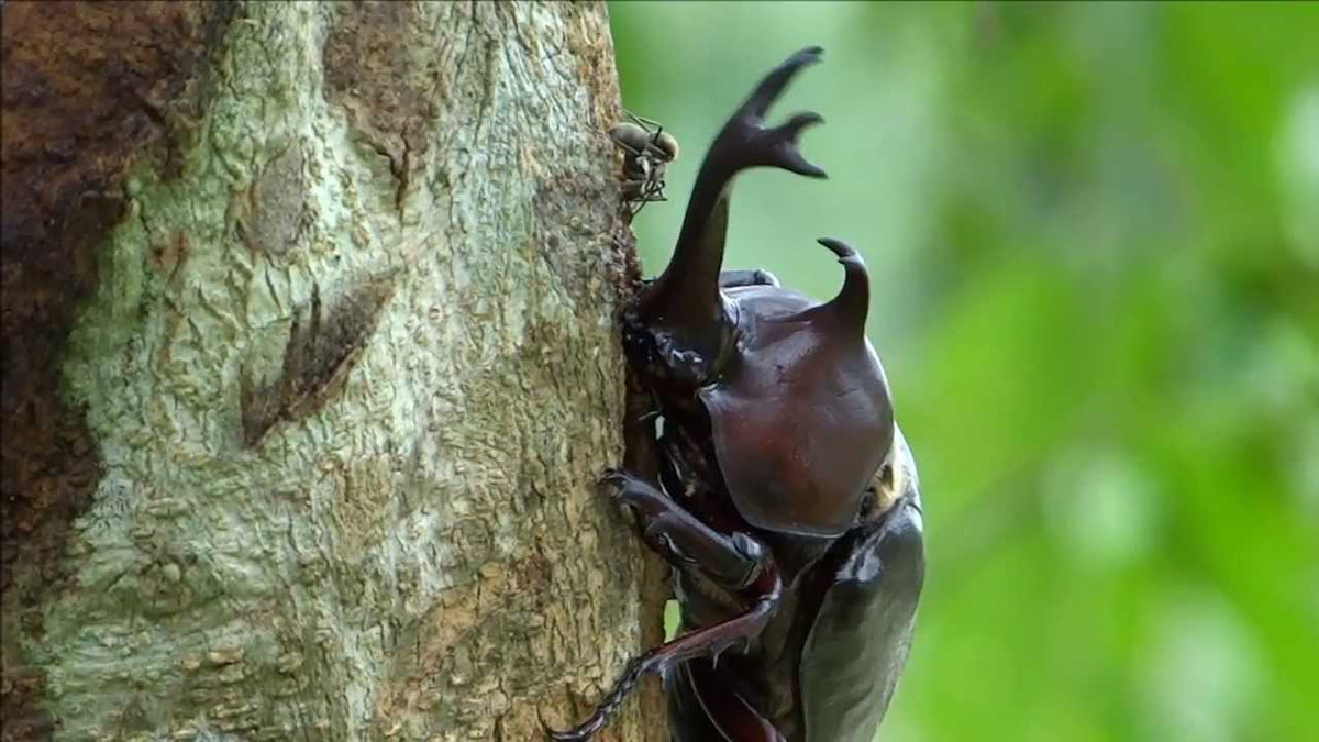 Theo tìm hiểu, hai con bọ hung đang yêu đương bị bắt gặp là bọ hung sừng chữ Y, là một loài bọ cánh cứng được tìm thấy tại Nhật Bản, Hàn Quốc, Đài Loan và Trung Quốc và Việt Nam.