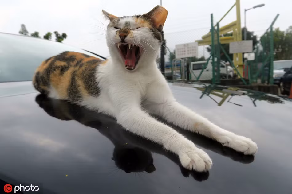 Ảnh động vật ghi cảnh một con mèo tam thể đang ngáp lớn khi bị tiếng còi xe đánh thức vào sáng sớm. Trông nó thực sự gắt gỏng.