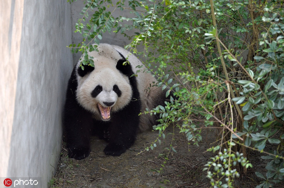 Gấu trúc ngoài việc ăn và lăn lộn chơi đùa, chúng chỉ còn ngủ. Vì vậy, chi cần cảm thấy dễ chịu, gấu trúc sẽ tìm ngay chỗ vắng để đánh một giấc sâu.