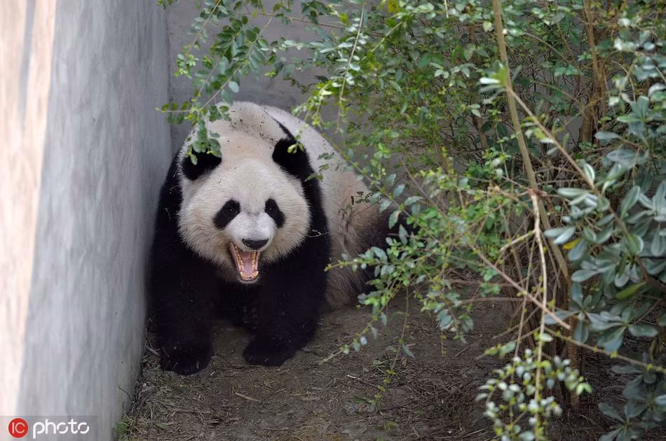Gấu trúc ngoài việc ăn và lăn lộn chơi đùa, chúng chỉ còn ngủ. Vì vậy, chi cần cảm thấy dễ chịu, gấu trúc sẽ tìm ngay chỗ vắng để đánh một giấc sâu.