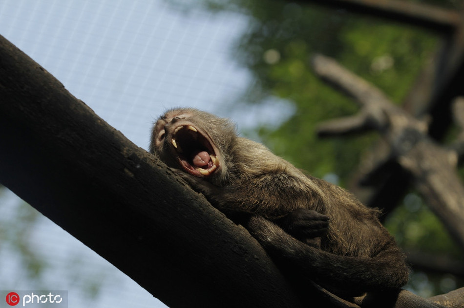 Tại một chuồng sắt ở sở thú Bắc Kinh, khỉ đuôi dài đang ngáp ngủ, nó thực sự không muốn bị du khách làm phiền.