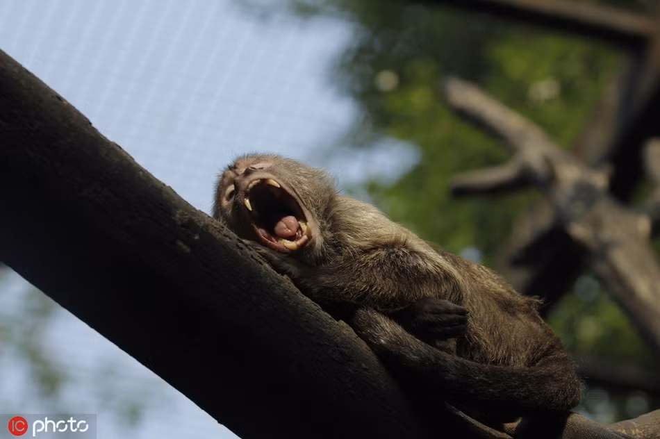 Tại một chuồng sắt ở sở thú Bắc Kinh, khỉ đuôi dài đang ngáp ngủ, nó thực sự không muốn bị du khách làm phiền.