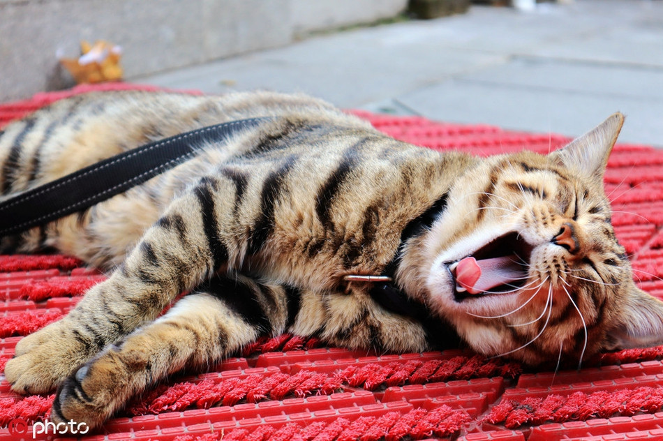 Nằm trên tấm thảm, mèo cưng không còn thiết tha làm gì, nó chỉ muốn nằm lười phơi nắng và ngủ đến lúc nào chán thì thôi.