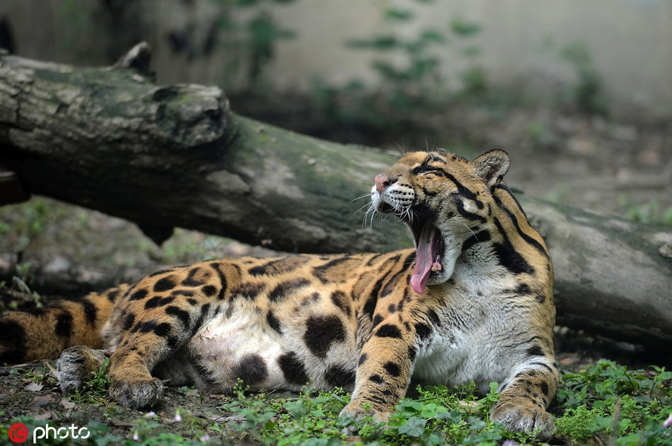 BMột con báo mây ở Thành Đô, Tứ Xuyên, Trung Quốc đang ngáp ngủ vì bị quá nhiều người làm phiền.