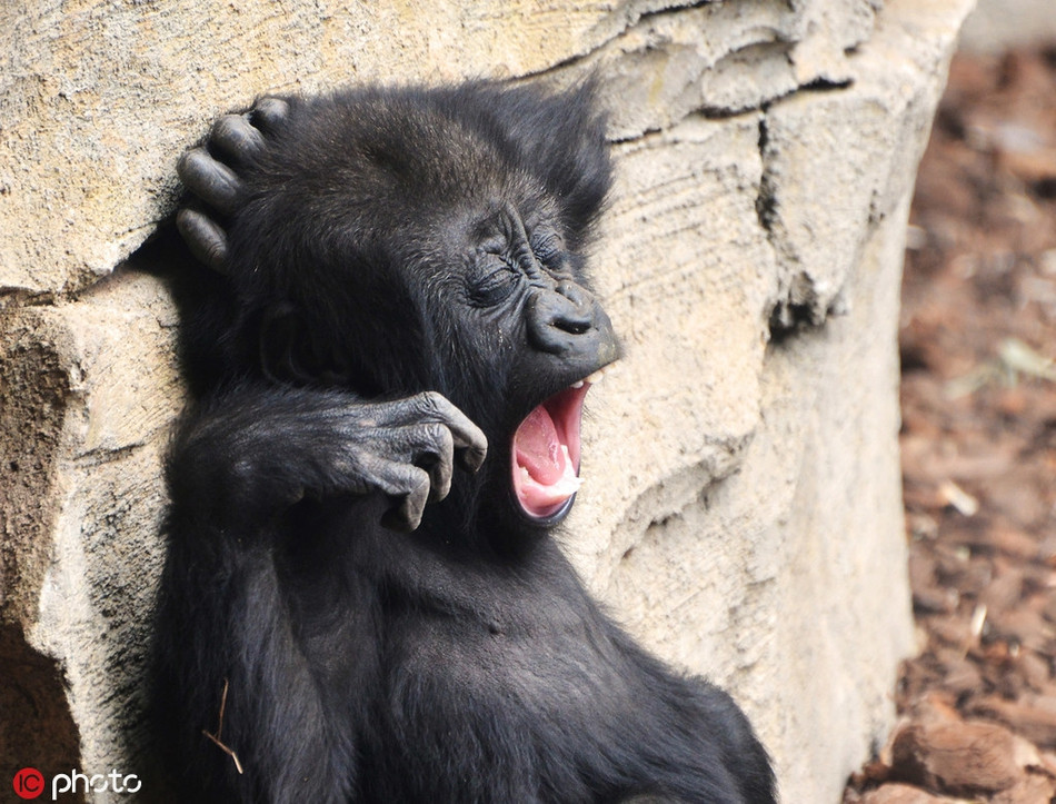 Đười ươi con bị mẹ gọi dậy từ sớm nên vô cùng uể oải. Tất cả những gì nó mong muốn lúc này có lẽ là được ngủ thêm.