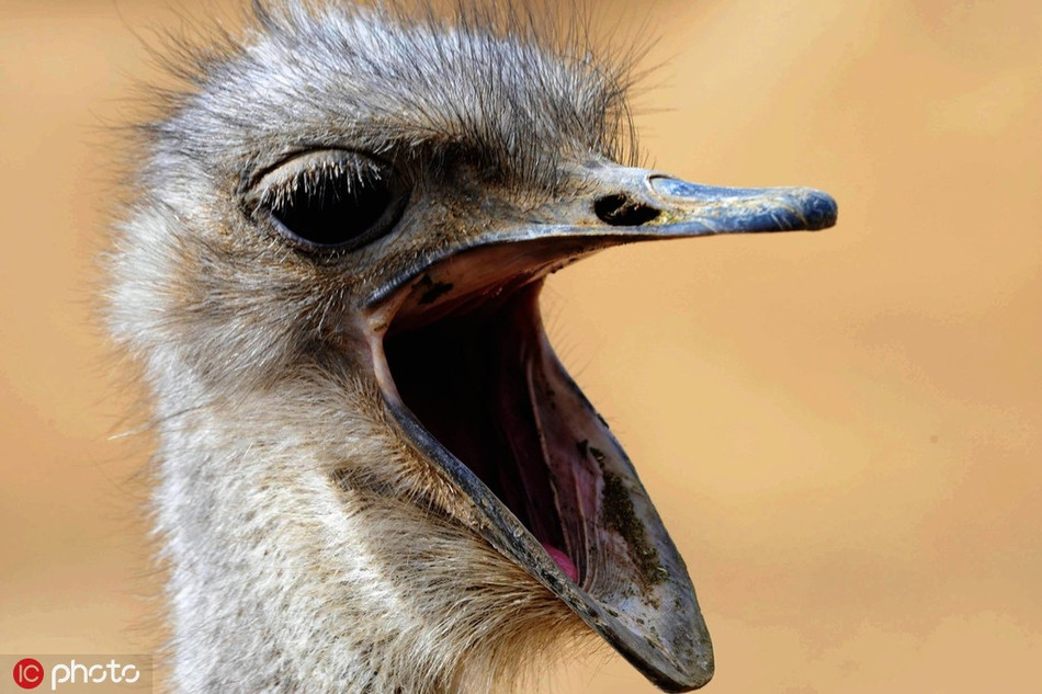 Đà điểu mặc kệ ống kính của nhiếp ảnh gia đang hướng vào mình, nó bất chấp, ngáo một cái rõ lớn.