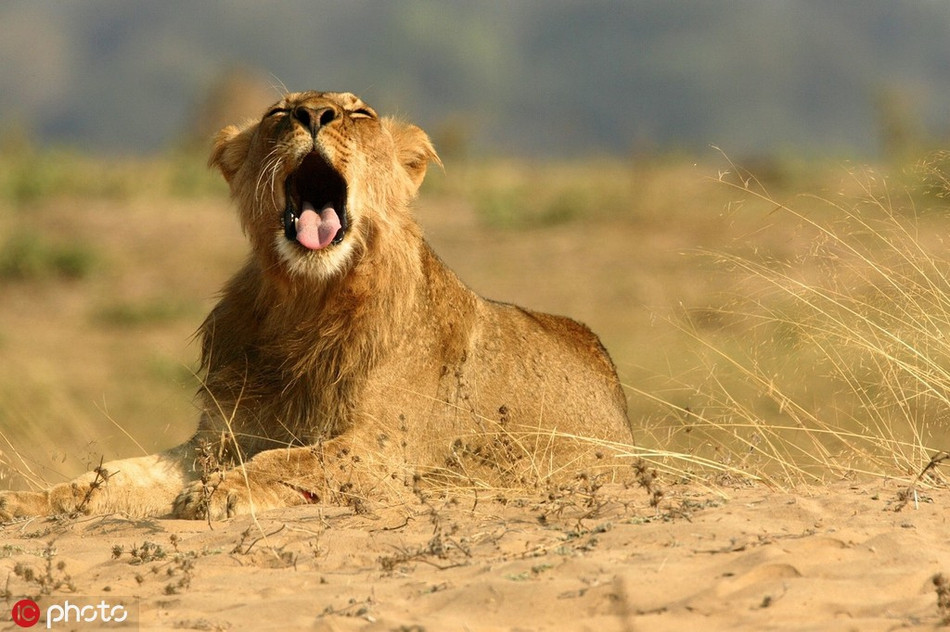  Sư tư cái ngáp dài sau một ngày mệt mỏi rã rời. Có lẽ thời điểm này, nó chỉ muốn an tĩnh.
