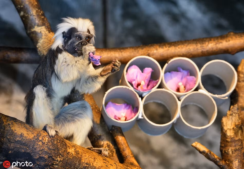 "Soi" khỉ sóc đầu bông, có bộ tóc hệt như "Khá Bảnh"