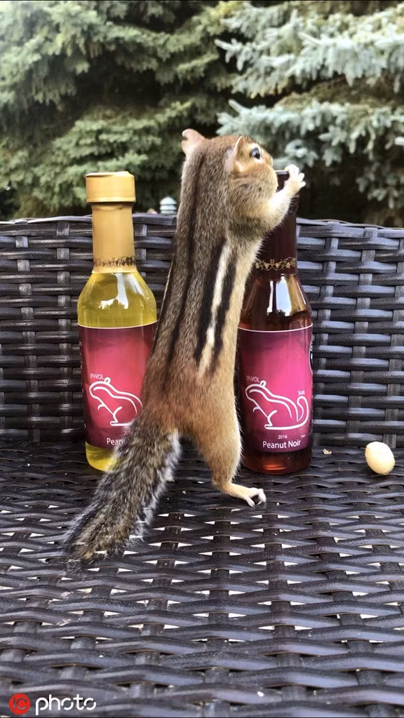 Soc chuot sieu dang yeu mo den san xin lam ban voi nguoi-Hinh-3