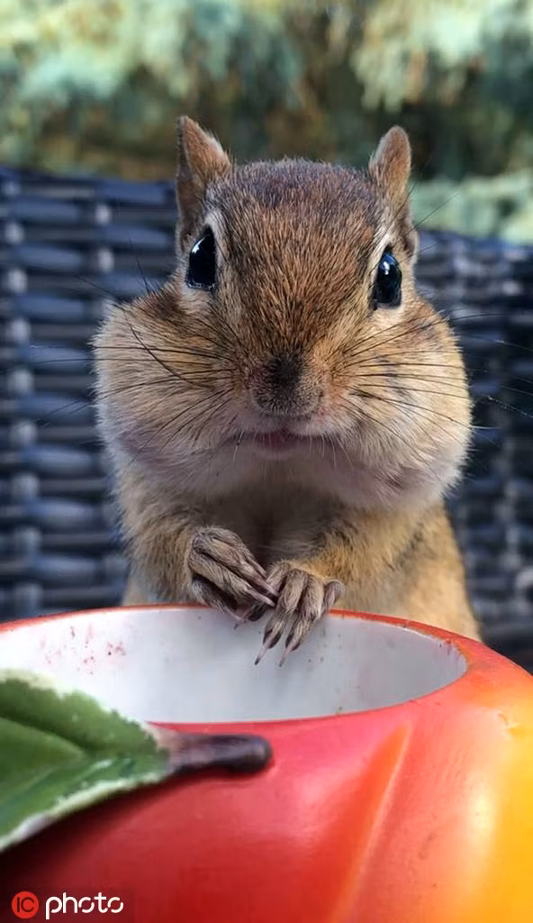 Soc chuot sieu dang yeu mo den san xin lam ban voi nguoi-Hinh-2