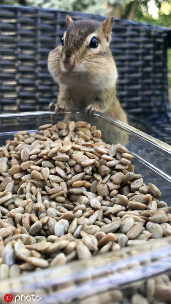 Soc chuot sieu dang yeu mo den san xin lam ban voi nguoi-Hinh-6