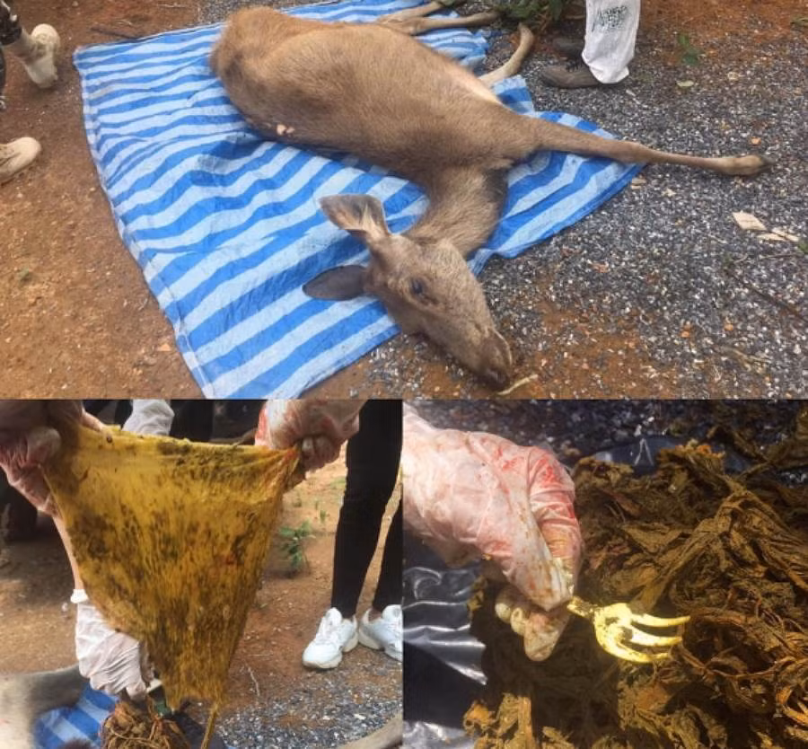 Nai chet bat thuong, mo xac phat hien hinh anh giat minh