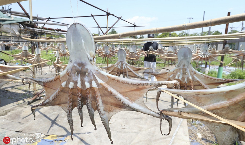 Một số loài bạch tuộc còn được dùng để ăn sống và làm thực phẩm bồi bổ sức khỏe.