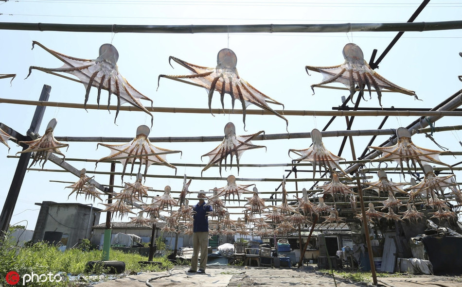 Những con bạch tuộc tươi sống vừa bắt được sẽ được đem phơi nắng liên tục trong hai ngày. Nhiệt độ cao và ánh nắng gay gắt sẽ khiến những con bạch tuộc săn lại, vị thịt ngọt hơn, đậm hơn. Dân bản xứ sẽ sử dụng loại bạch tuộc này để làm thành món cơm bạch tuộc, rất ngon và hấp dẫn. 