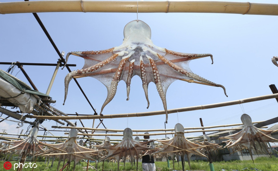 Nhiều nơi trên thế giới ngoài Nhật Bản cũng bắt bạch tuộc để ăn. Tua và các bộ phận khác được chế biến theo nhiều cách, thường là tùy thuộc vào mỗi loại bạch tuộc. 