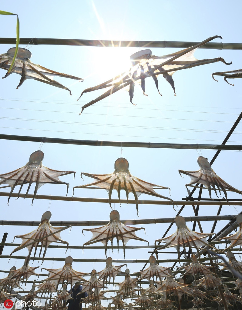 Theo tìm hiểu, để phơi bạch tuộc, ngư dân ở Homomachi sẽ lựa những hôm trời nắng to. 