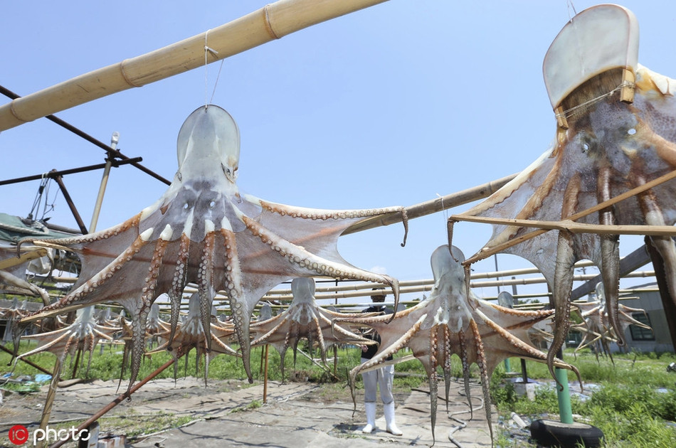 Mới đây, ở Homomachi, tỉnh Hyogo, Nhật Bản, ngư dân địa phương đã tiến hành phơi bạch tuộc ngoài nắng. Do ngoại hình của những con bạch tuộc vốn đã rất kỳ dị, lại thân mềm, khi bị căng ra, phơi trên giàn phơi dưới trời nắng, cảnh tượng khiến người ta không khỏi giật mình, liên tưởng sinh vật ngoài hành tinh, phải đứng lại nhìn kỹ hơn một chút. 