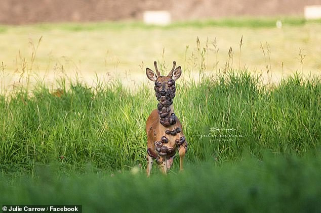 Xot xa nai nho bi nhiem vius HPV trong het ac quy