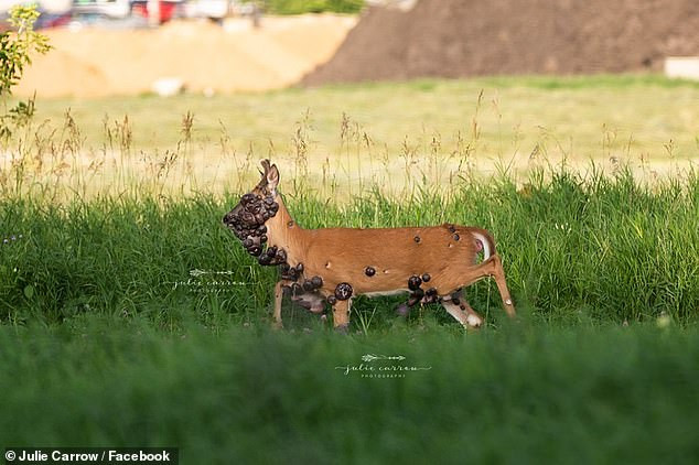 Xot xa nai nho bi nhiem vius HPV trong het ac quy-Hinh-3