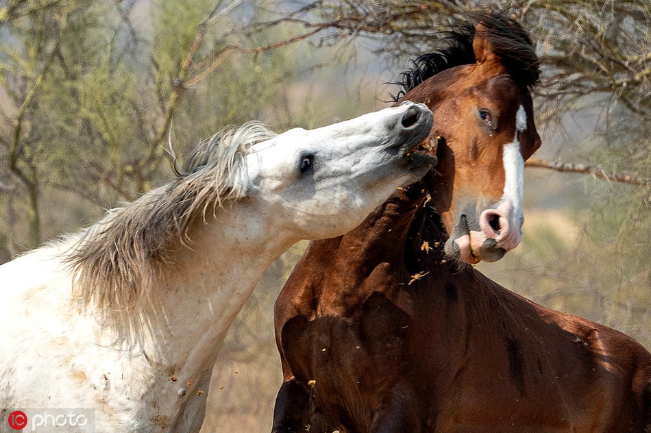 Khoc liet canh ngua hoang dau da gianh nguoi tinh-Hinh-4