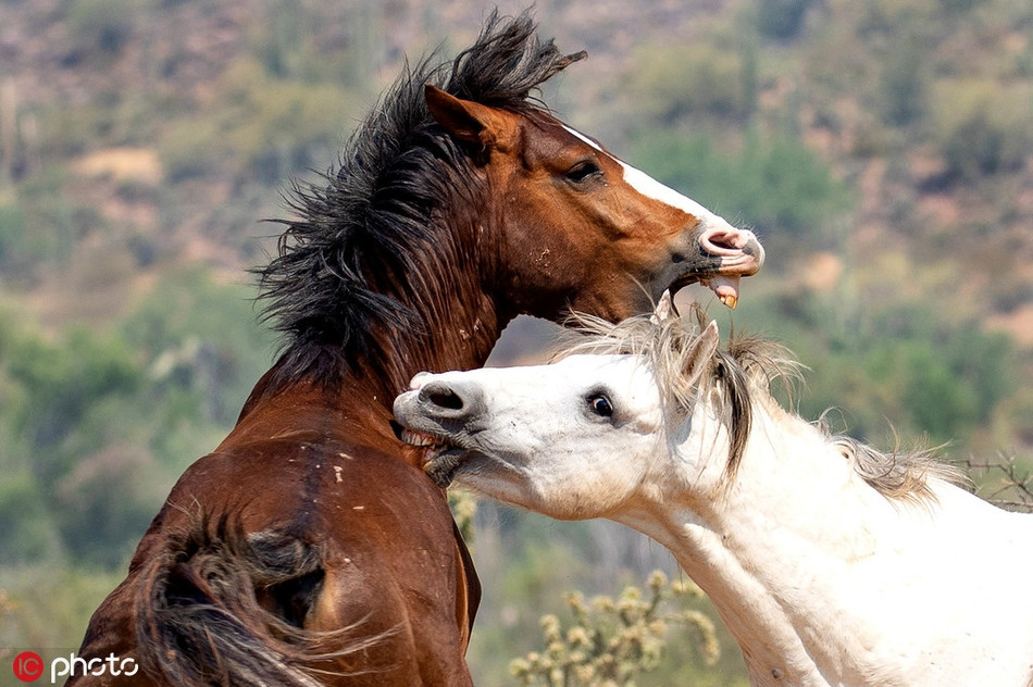 Khoc liet canh ngua hoang dau da gianh nguoi tinh