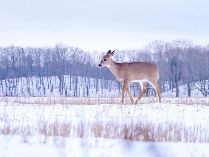 Trời vào đông, những con nai khó khăn hơn trong việc kiếm ăn. Khuôn mặt của nó thoáng chốc suy tư, gợi lên nhiều cảm xúc.