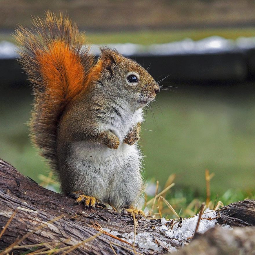 Sóc đỏ non nớt rụt rè trước thế giới tự nhiên, khuôn mặt của nó còn chưa hiện rõ vẻ linh hoạt, trông vô cùng dễ thương.