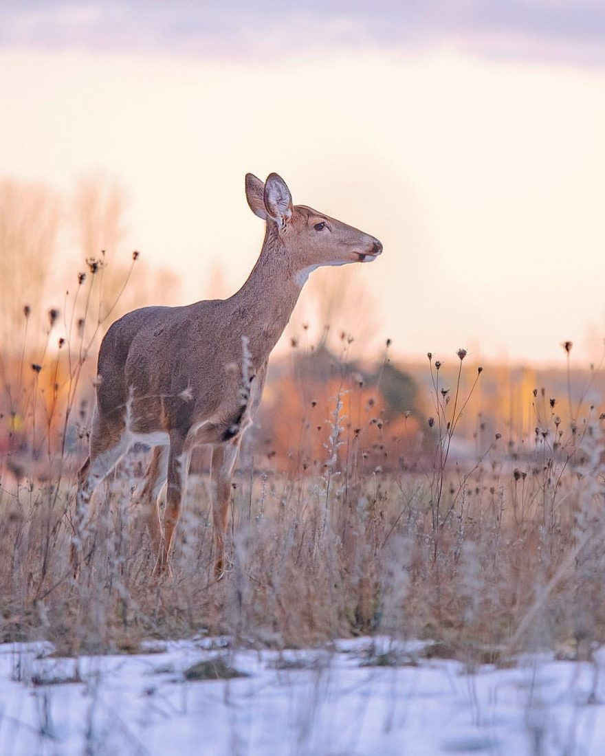 Một con nai nhỏ trong ánh hoàng hôn. Khung cảnh quá mức yên bình khiến người xem muốn ngắm mãi.