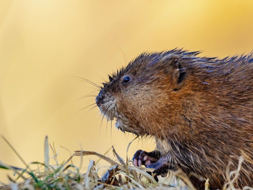 Chuột lang nước háo hức và thoải mái khi vừa ngâm mình xong. Ánh mắt của nó lộ rõ vẻ vui tươi, rạng rỡ.