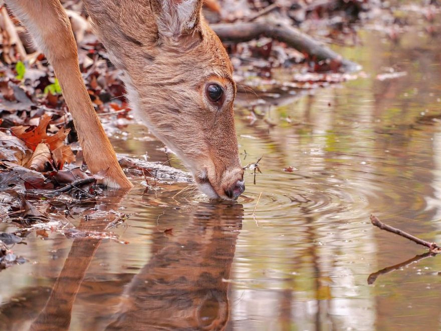 Nai nhỏ thận trọng khi cúi người uống nước. Bản năng sinh tồn giúp nó có thể sống lâu hơn.