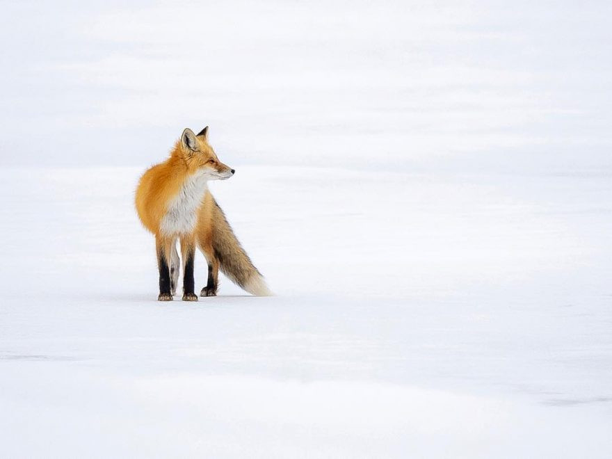 Cáo đỏ vị thành niên học săn trong mùa đông. Biểu hiện của nó vô cùng chăm chú, mong muốn nhanh chóng lĩnh hội được toàn bộ kỹ năng săn mồi.