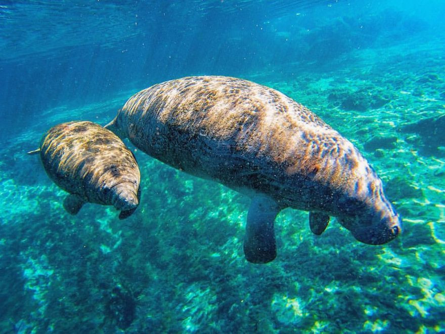 Mẹ con lợn biển bơi lội dưới nước, tận hưởng quãng thời gian yên bình, êm ả.