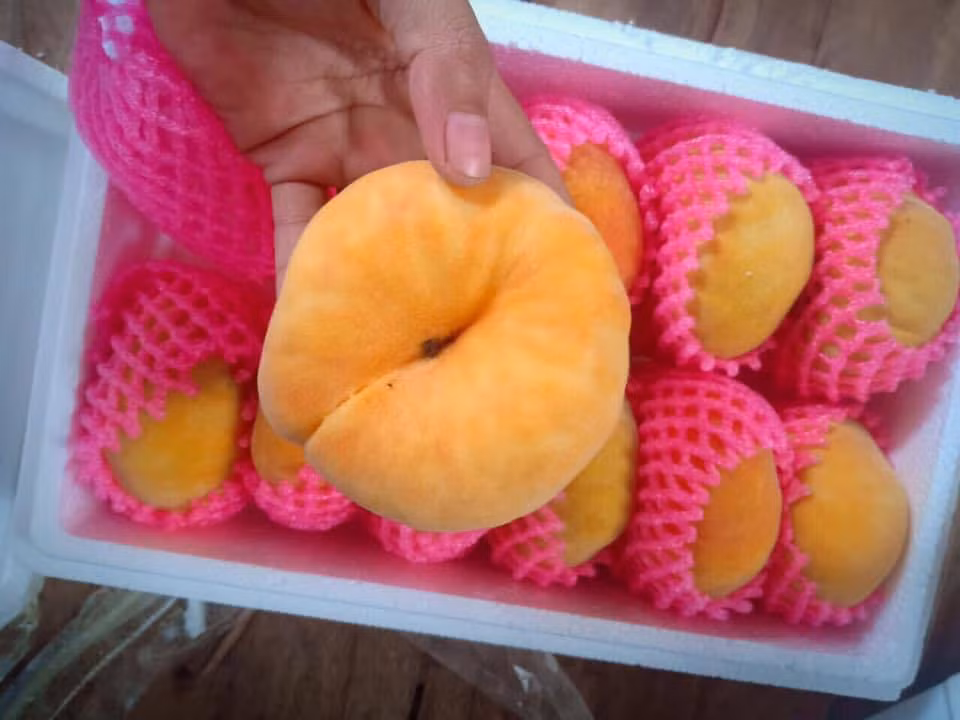 Hai hung cherry My re beo, dao Tay Ban Nha hoa ra hang...Tau