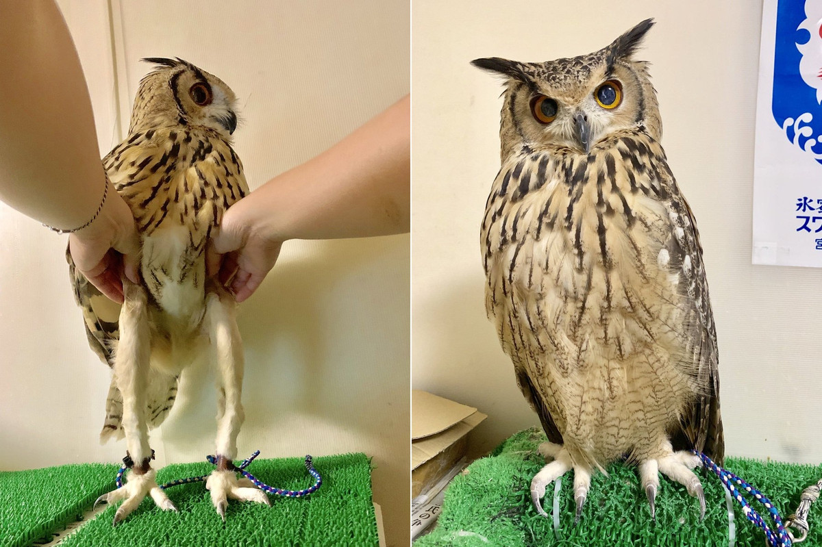 Su that nhung con cu tuong lun tit ma hoa... chan dai dinh dam-Hinh-2