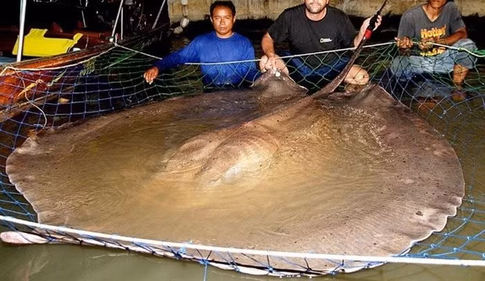 Vì sao cá đuối khổng lồ biến mất bí ẩn? Vi sao ca duoi khong lo bien mat bi an?