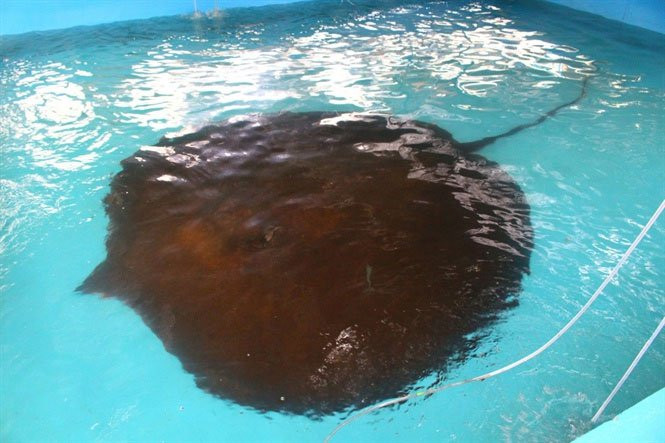 Vi sao ca duoi khong lo bien mat bi an?-Hinh-4