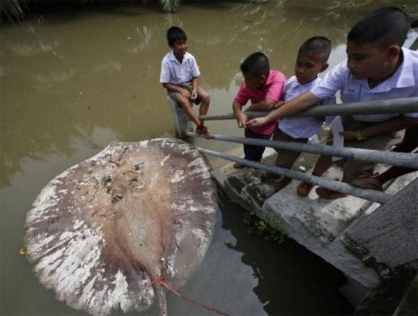 Vi sao ca duoi khong lo bien mat bi an?-Hinh-3