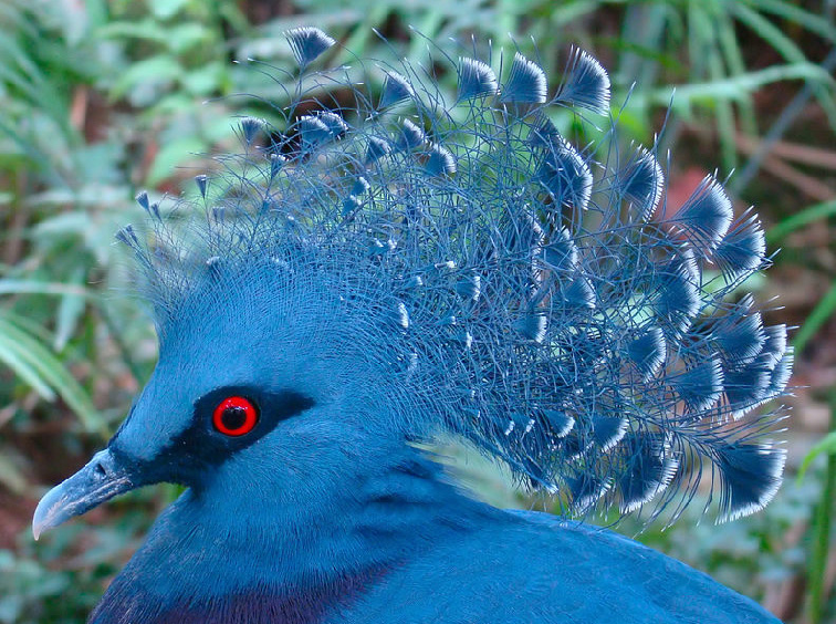 Sở hữu vẻ bề ngoài mỹ miều với bộ lông vũ màu xanh pha ánh tím tuyệt đẹp, đôi mắt sắc sảo đỏ rực nổi bật có viền và đặc biệt là chỏm lông dựng như mào trên đỉnh đầu.