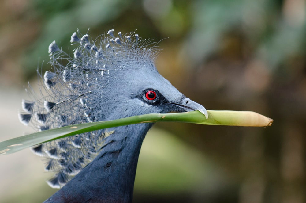 Nếu chỉ nhìn bằng mắt thường, con người, kể cả các chuyên gia cũng không thể phân biệt được đâu là con trống, đâu là con mái.