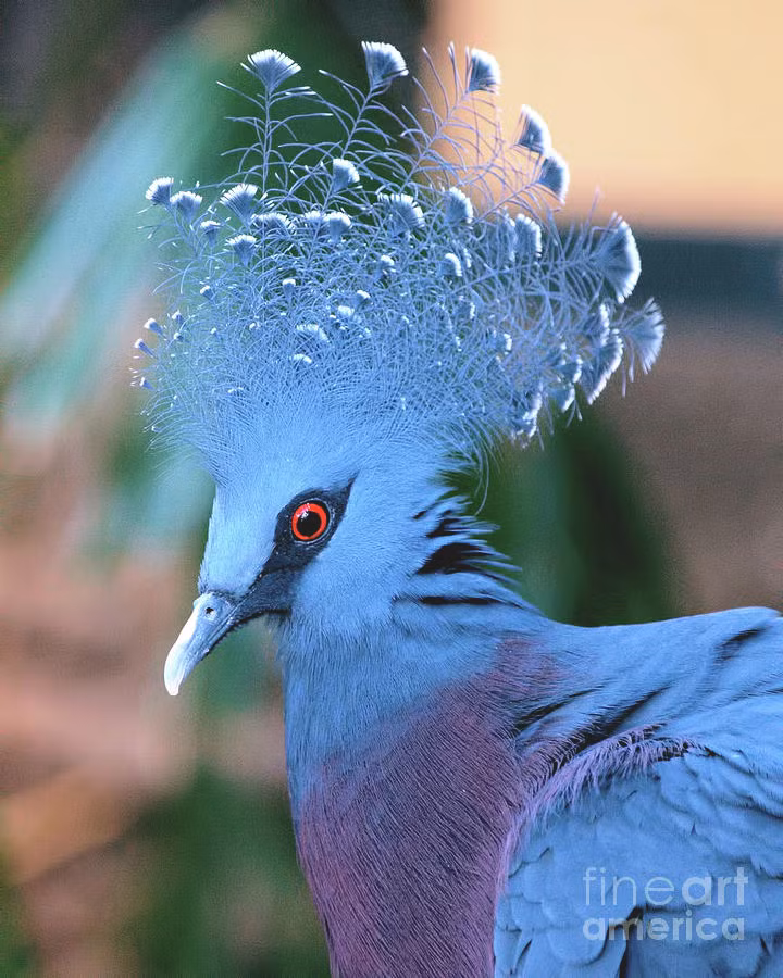 Là loài chim sinh sống theo bầy đàn hoặc đi tìm thức ăn với nhau theo đôi theo cặp, chim bồ câu vương miện Victoria có dáng điệu vô cùng chậm rãi và từ tốn.